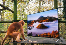 Apen kijken naar Sony 4K-tv voor herintroductie in het wild