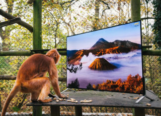 Apen kijken naar Sony 4K-tv voor herintroductie in het wild