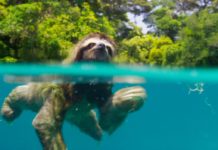Planet Earth 2 in Ultra HD Blu-ray op komst