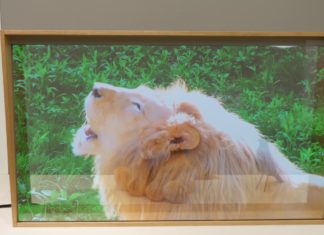 Panasonic toont transparante OLED tv op IFA